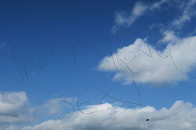 Participant Responses